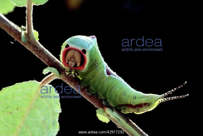 : Puss Moth - Caterpillar / Larvae : Puss Moth - Caterpillar / Larvae