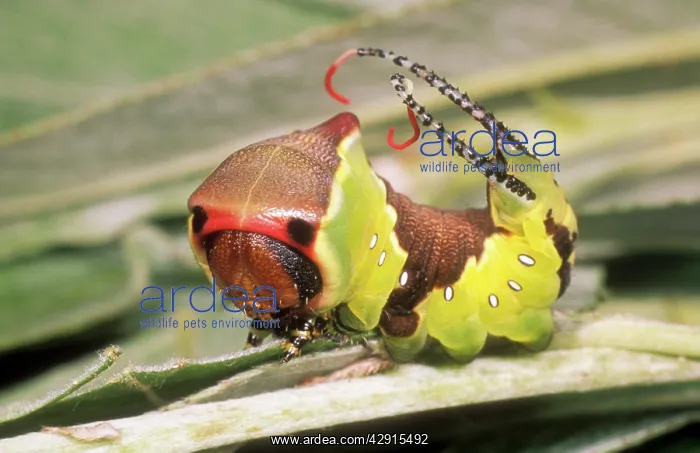 : Puss MOTH - caterpillar / larvae in defence stance : Puss MOTH - caterpillar / larvae in defence stance