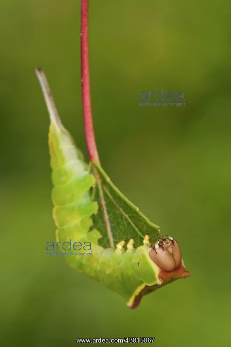 : Puss Moth Caterpillar on its nurse plant : Puss Moth Caterpillar on its nurse plant