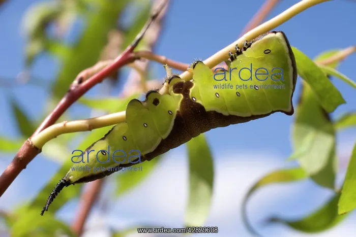: Puss Moth caterpillar on willow : Puss Moth caterpillar on willow
