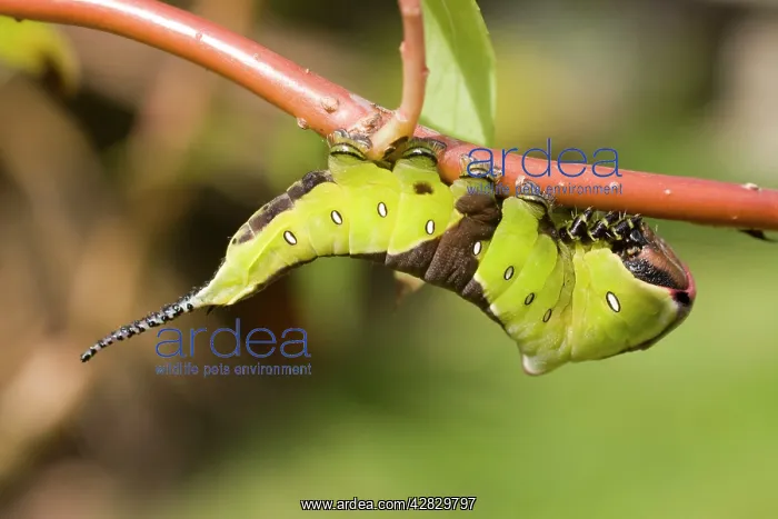 : Puss Moth caterpillar on willow : Puss Moth caterpillar on willow