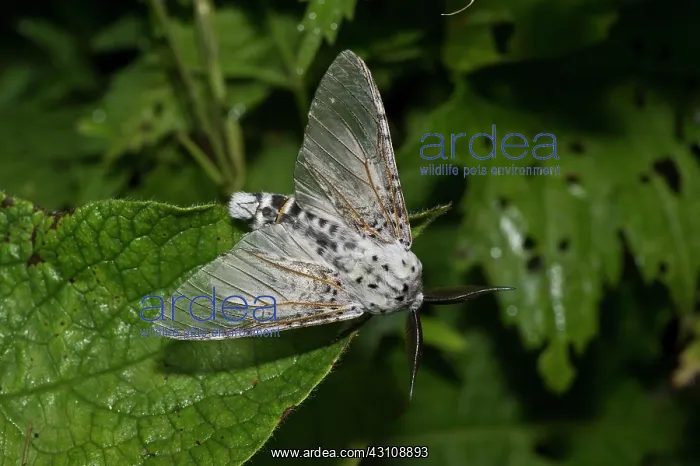 : Puss Moth (Cerura vinula). Kv nrkeby mose, Denmark : Puss Moth (Cerura vinula). Kv nrkeby mose, Denmark