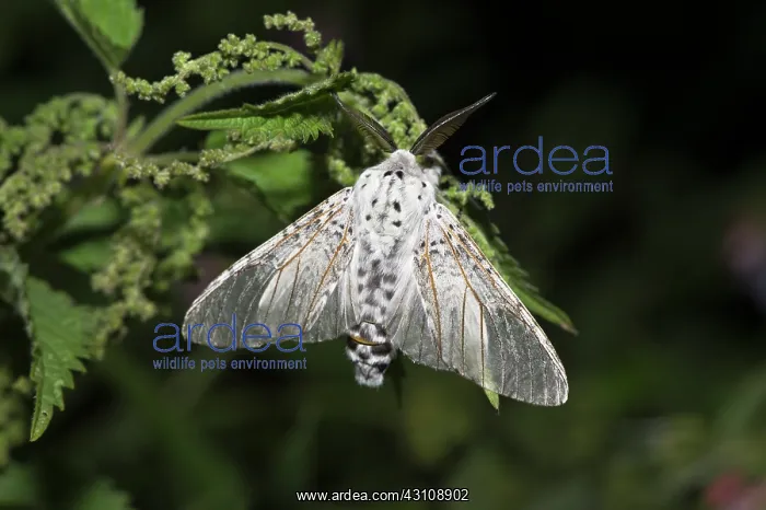 : Puss Moth (Cerura vinula). Kv nrkeby mose, Denmark : Puss Moth (Cerura vinula). Kv nrkeby mose, Denmark