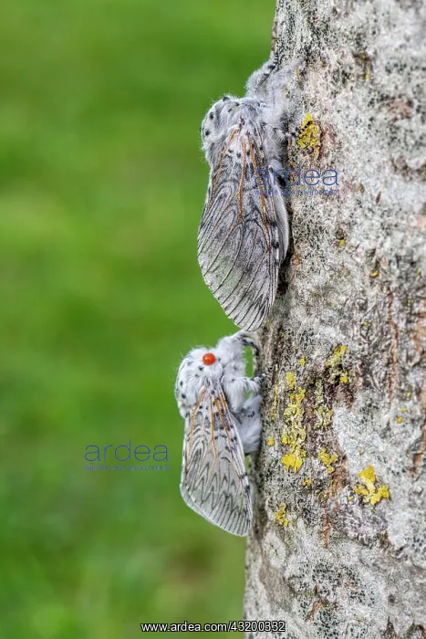 : Puss Moth (Cerura vinula) on a poplar trunk, spring : Puss Moth (Cerura vinula) on a poplar trunk, spring
