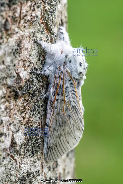 : Puss Moth (Cerura vinula) on a poplar trunk, spring : Puss Moth (Cerura vinula) on a poplar trunk, spring