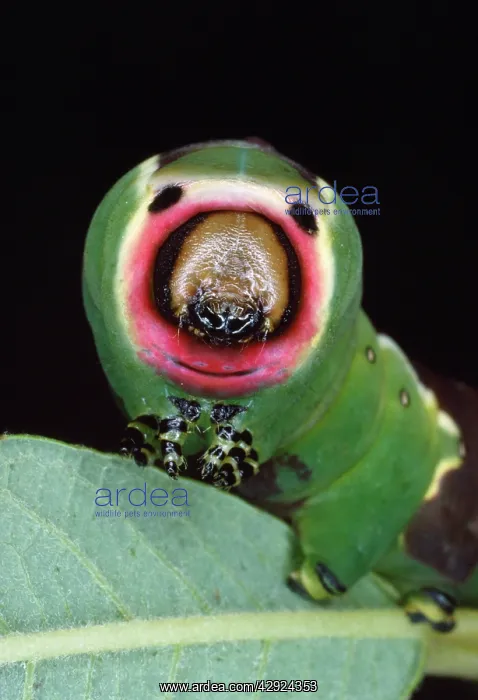 : PUSS MOTH LARVAE / Caterpillar - FALSE HEAD : PUSS MOTH LARVAE / Caterpillar - FALSE HEAD