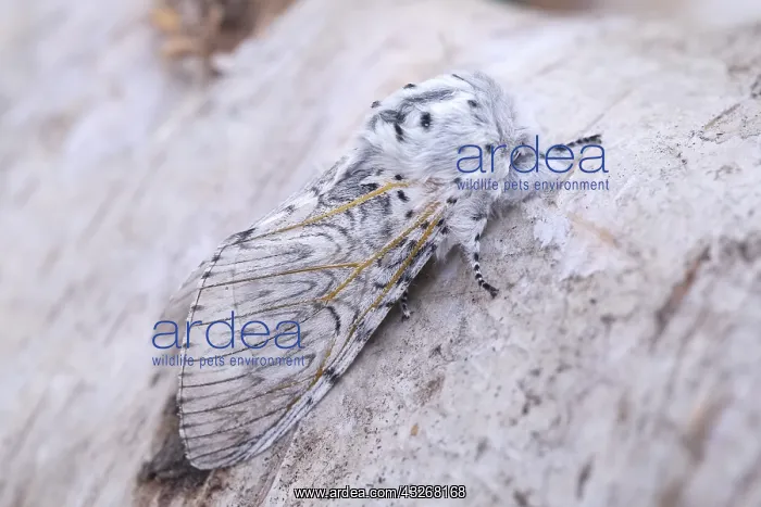  : Puss Moth - Norfolk UK