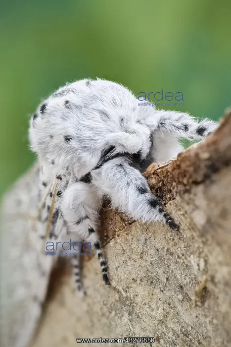 : Puss Moth - Norfolk UK