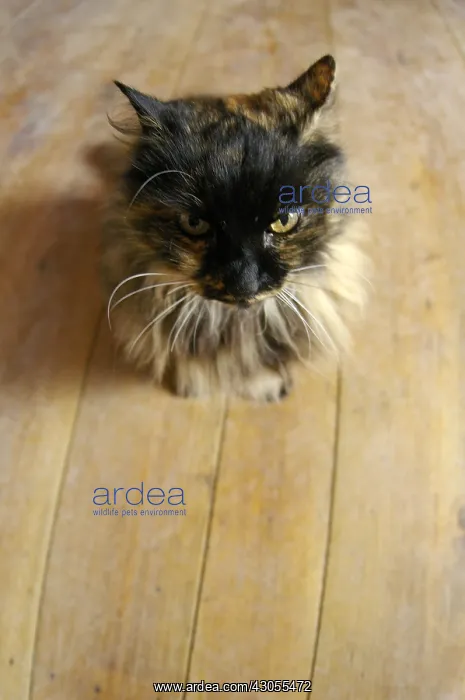 : Pussy home sitting on the floor : Pussy home sitting on the floor