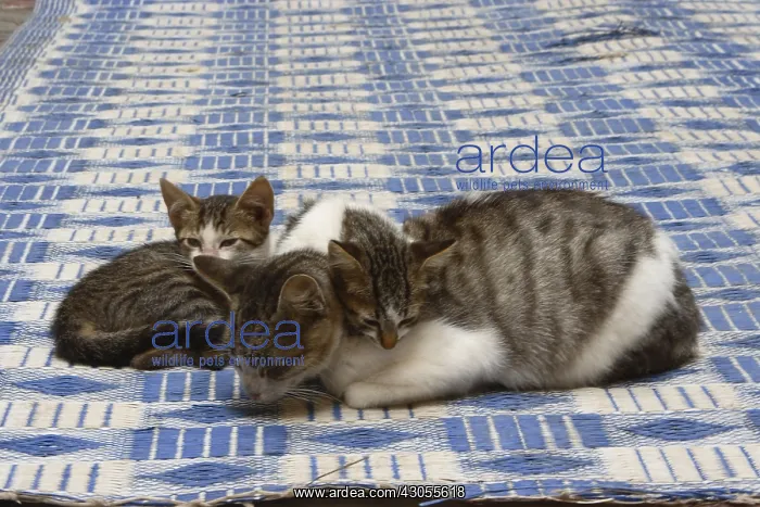  : Pussy and her kittens in an alley in the medina Essaouira