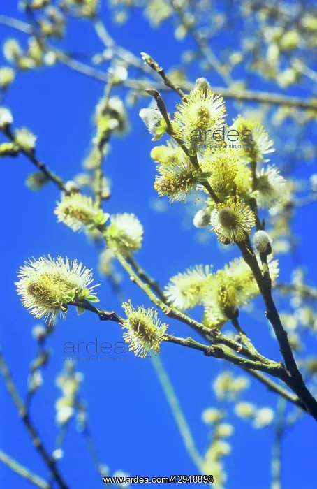 : Pussy Willow : Pussy Willow