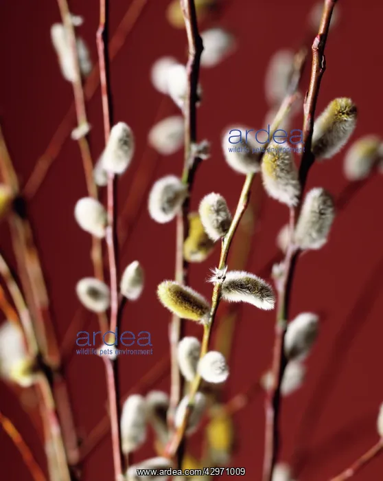 : Pussy willow : Pussy willow