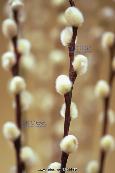 : Pussy Willow : Pussy Willow