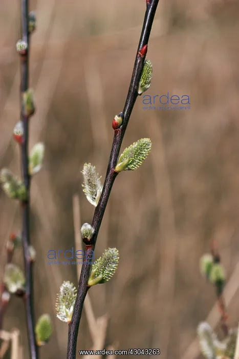 : Pussy Willow : Pussy Willow