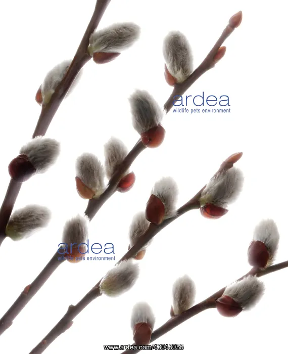: Pussy Willow : Pussy Willow