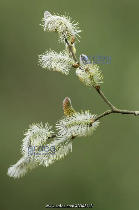 : Pussy willow : Pussy willow