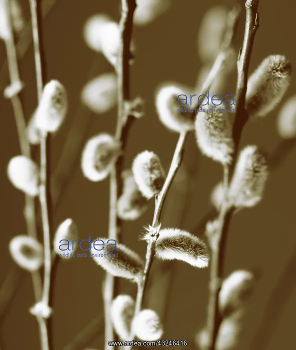 : Pussy Willow : Pussy Willow