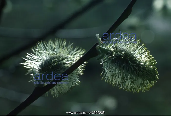 : PUSSY WILLOW - close-up of male catkins : PUSSY WILLOW - close-up of male catkins