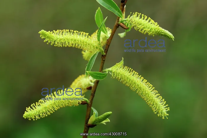 : Pussy Willow Willow Catkin : Pussy Willow Willow Catkin