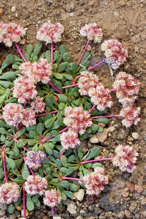 : Pussypaws - alpine flower : Pussypaws - alpine flower