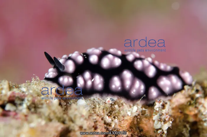 : Pustulose Phyllidiella Nudibranch Batu Sandar dive : Pustulose Phyllidiella Nudibranch Batu Sandar dive