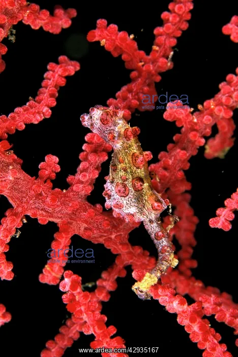 : Pygmy / Bargibant's Seahorse : Pygmy / Bargibant's Seahorse