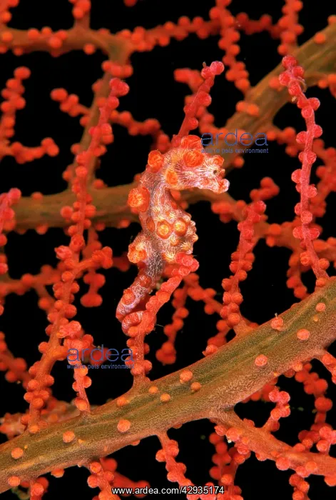 : Pygmy / Bargibant's seahorse : Pygmy / Bargibant's seahorse