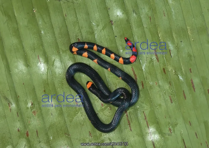 : Pygmy Black Coral Snake : Pygmy Black Coral Snake