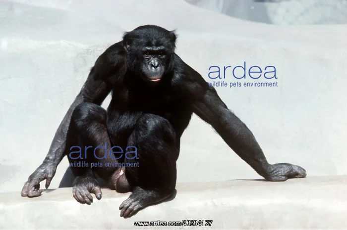 : Pygmy / Bonobo Chimpanzee : Pygmy / Bonobo Chimpanzee