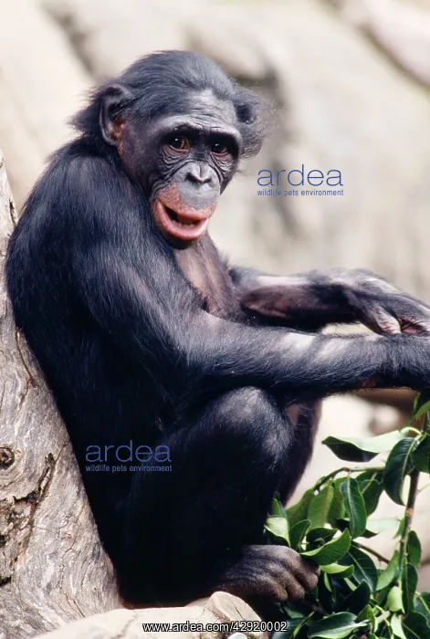 : Pygmy / Bonobo Chimpanzee - endangered : Pygmy / Bonobo Chimpanzee - endangered