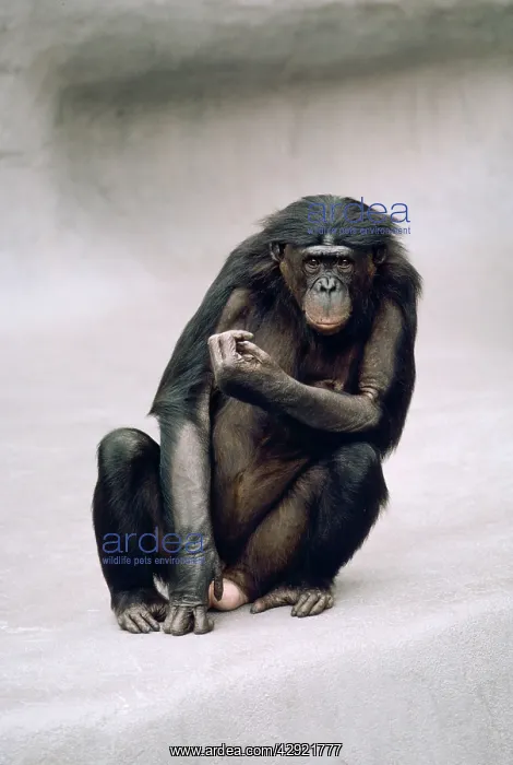 : Pygmy / Bonobo Chimpanzee - endangered : Pygmy / Bonobo Chimpanzee - endangered