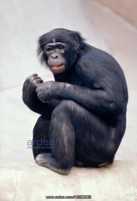 : Pygmy / Bonobo Chimpanzee - endangered : Pygmy / Bonobo Chimpanzee - endangered