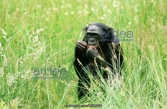 : Pygmy / Bonobo Chimpanzee - within grass, eating : Pygmy / Bonobo Chimpanzee - within grass, eating