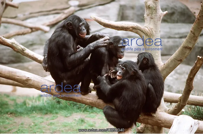 : Pygmy / Bonobo CHIMPANZEE - group : Pygmy / Bonobo CHIMPANZEE - group