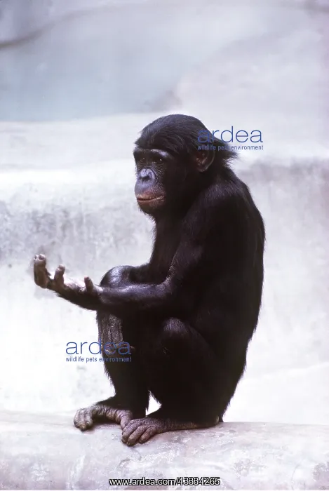 : PYGMY / BONOBO CHIMPANZEE - holding out hand : PYGMY / BONOBO CHIMPANZEE - holding out hand