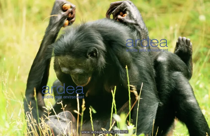 : Pygmy / Bonobo CHIMPANZEE - mating : Pygmy / Bonobo CHIMPANZEE - mating