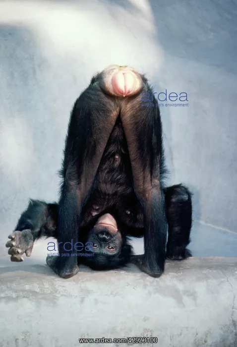 : Pygmy / Bonobo Chimpanzee - mooning keeper for attention : Pygmy / Bonobo Chimpanzee - mooning keeper for attention