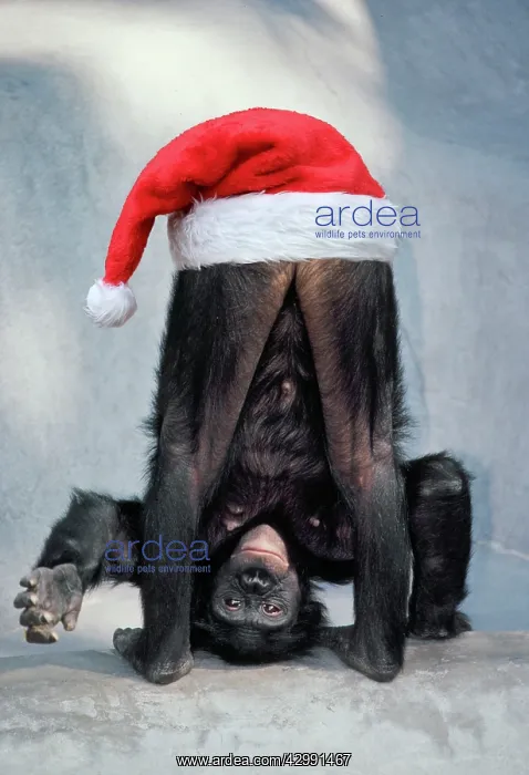 : Pygmy / Bonobo Chimpanzee, mooning keeper for attention : Pygmy / Bonobo Chimpanzee, mooning keeper for attention