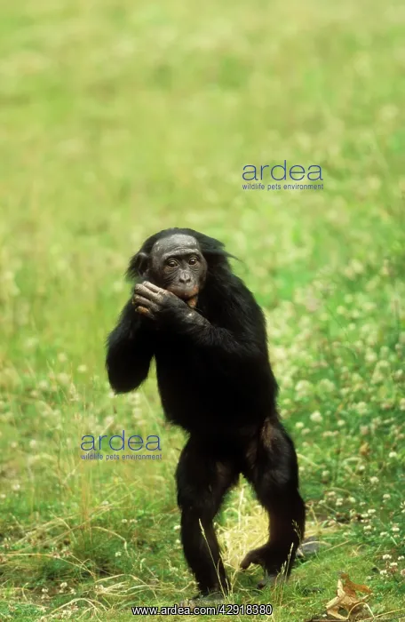 : Pygmy / Bonobo CHIMPANZEE - walking upright : Pygmy / Bonobo CHIMPANZEE - walking upright