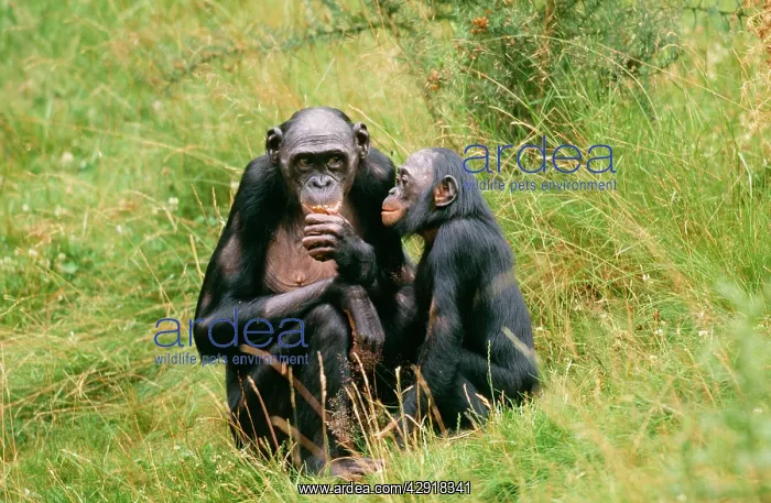 : Pygmy / Bonobo Chimpanzee - x2 : Pygmy / Bonobo Chimpanzee - x2