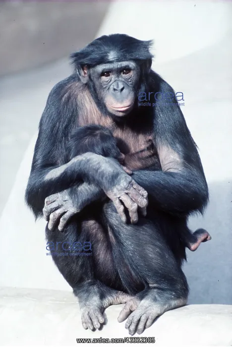  : PYGMY  /  BONOBO CHIMPANZEE - with young