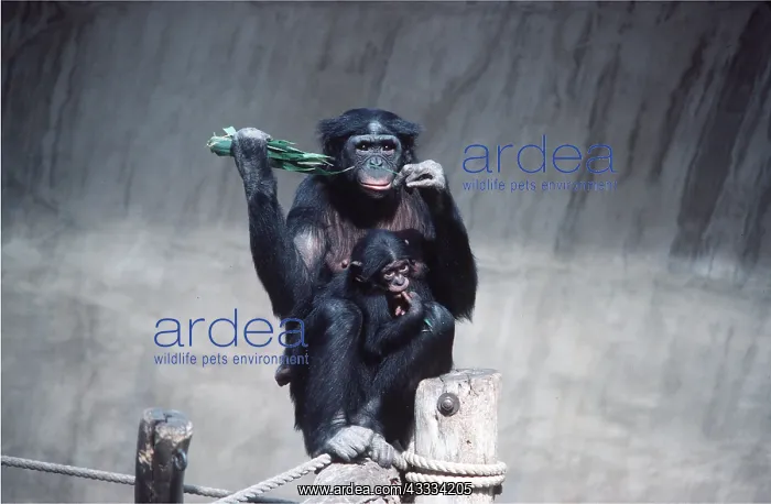: Pygmy / Bonobo Chimpanzee - with young : Pygmy / Bonobo Chimpanzee - with young
