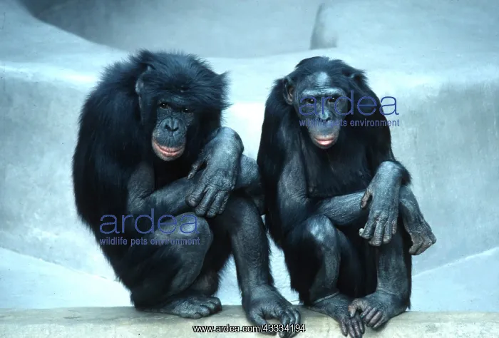 : Pygmy / Bonobo CHIMPANZEES - male and female : Pygmy / Bonobo CHIMPANZEES - male and female