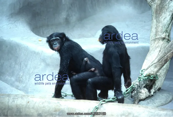 : PYGMY / BONOBO CHIMPANZEES - mating : PYGMY / BONOBO CHIMPANZEES - mating