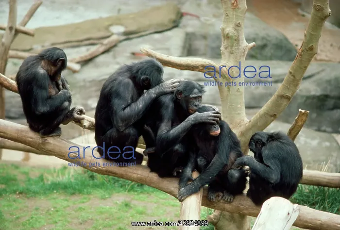 : PYGMY / BONOBO CHIMPANZEES - mutual grooming x five : PYGMY / BONOBO CHIMPANZEES - mutual grooming x five