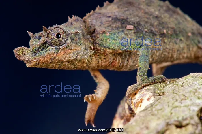 : Pygmy chameleon (Rhampholeon acuminatus), Nguru : Pygmy chameleon (Rhampholeon acuminatus), Nguru