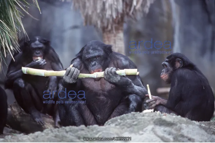 : PYGMY CHIMPANZEE - eating sugar cane : PYGMY CHIMPANZEE - eating sugar cane