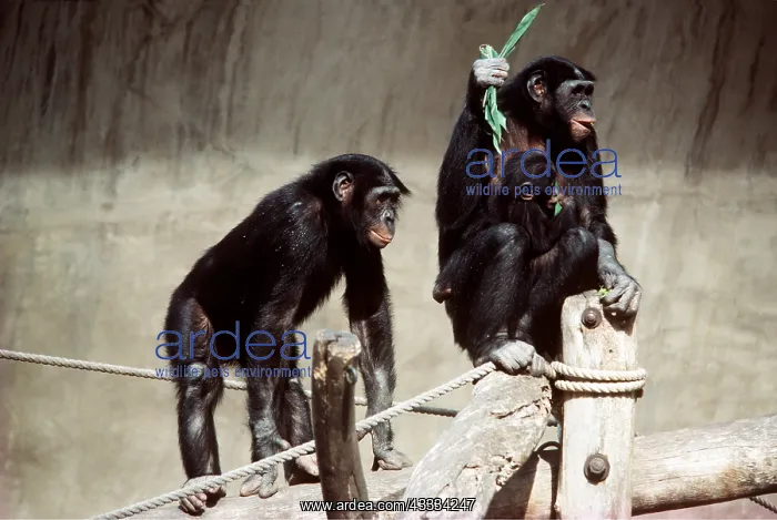 : PYGMY CHIMPANZEE - family : PYGMY CHIMPANZEE - family