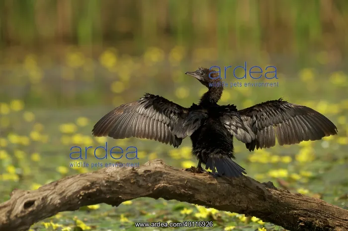 : Pygmy Cormorant : Pygmy Cormorant