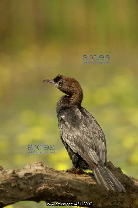 : Pygmy Cormorant : Pygmy Cormorant